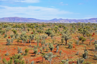 Small trees resembling shrubbery dot an orange landscape to the horizon in the Australian outback