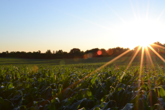 The sun rises over a farmer's crop