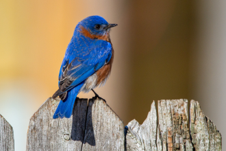 An eastern bluebird, native to North America, perches on an old wooden post 