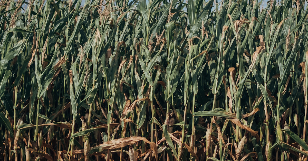 Brazilian Acquisition Could Boost Nufarm s Long term Earnings Growth brazilian-acquisition-could-boost-nufarm-s-long-term-earnings-growth