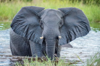 An African elephant bathing in water curiously peers at the photographer