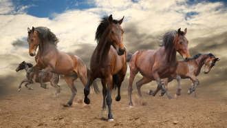 Horse charge group horsemen