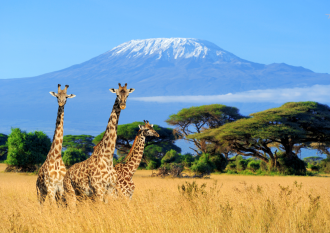 Three giraffes ponder the photographer in a goldcoloured savannah in the foreground; in the background, Tanzania's Mount Kilimanjaro is visible underneath a blue sky