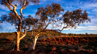 Eucalypt trees stand in the foreground of rugged terrain typical of northern West Australia under a blue sky 