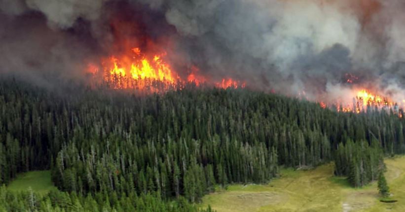 Selecting the Right Personal Protective Equipment for Wildfire Cleanup 