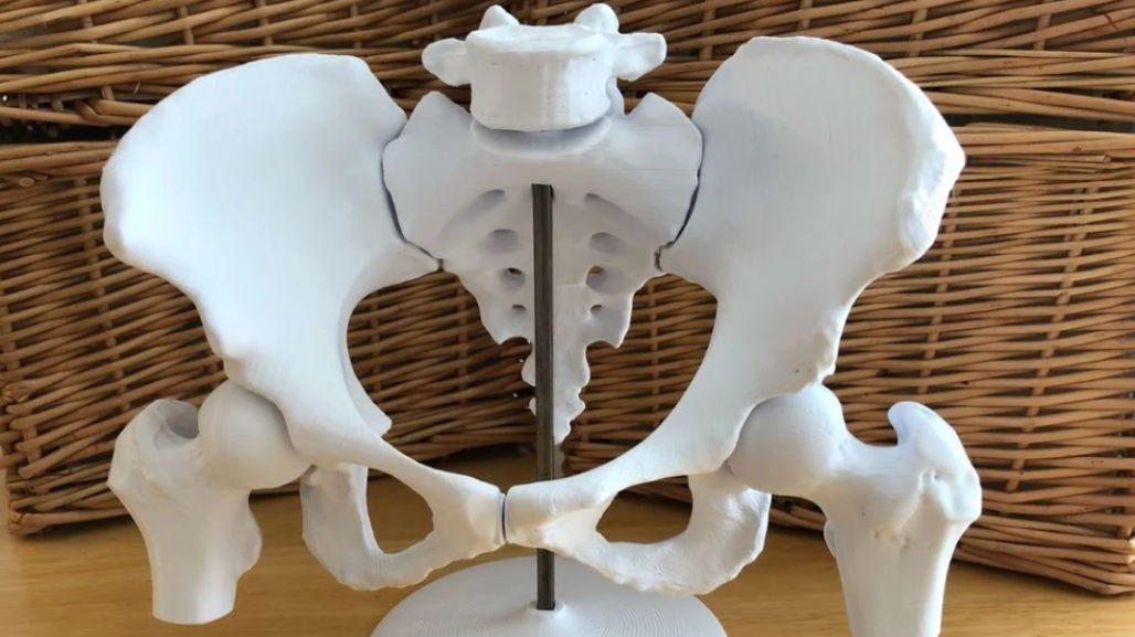 Case Study: 3D Printed Cadavers