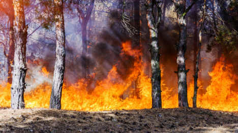 Are You Ready for Wildfires? Key Cleanup Hazards and How to Stay Safe