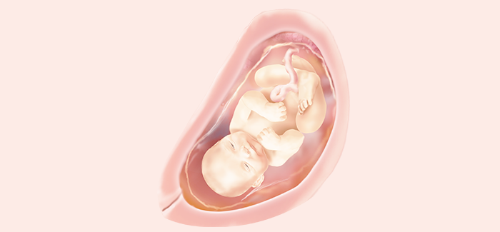 embryoimage-week30-700_no_text embryoimage-week30-700_no_text