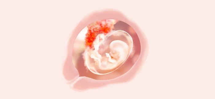 embryoimage-week12-700_no_text embryoimage-week12-700_no_text