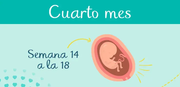 El embarazo mes a mes: cuarto mes de embarazo