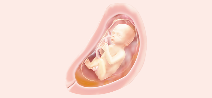 embryoimage-week24-700_no_text embryoimage-week24-700_no_text