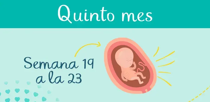 quinto mes embarazo