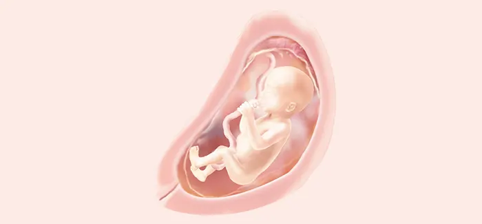 embryoimage-week21-700_no_text