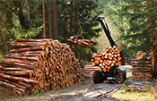 Forestry stocks