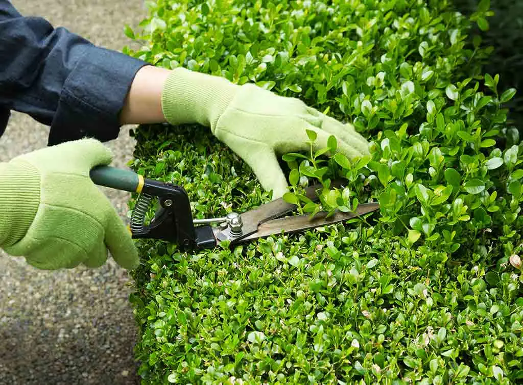 Garden maintenance team pruning trees