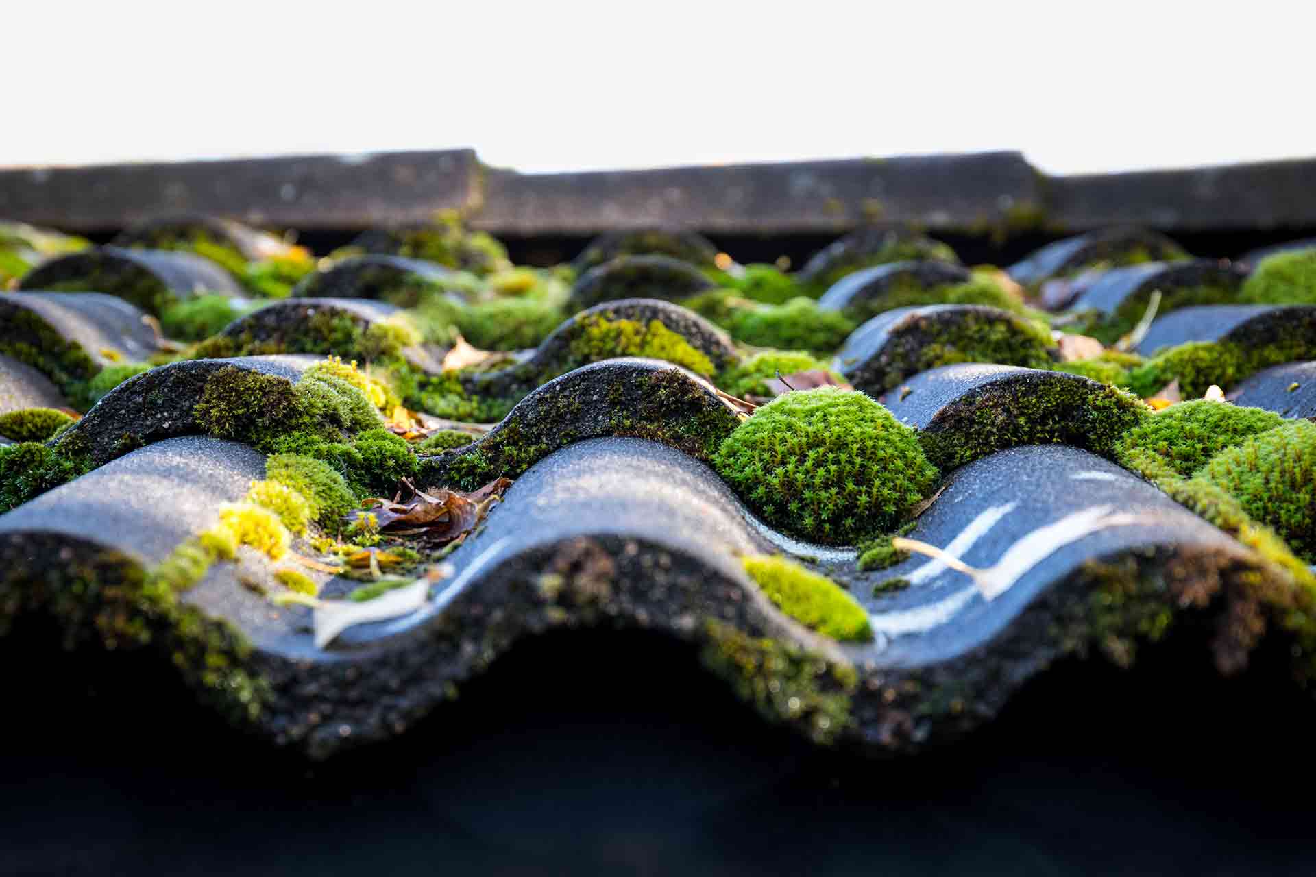 How to stop moss growing on roof tiles in the UK