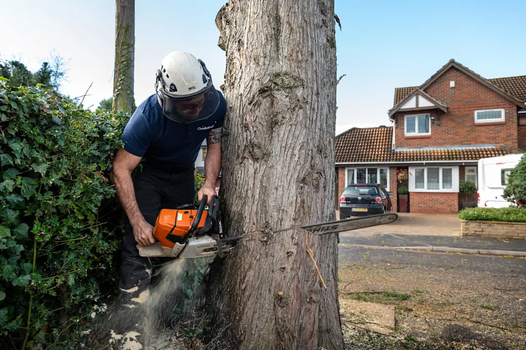 Planning your tree removal project