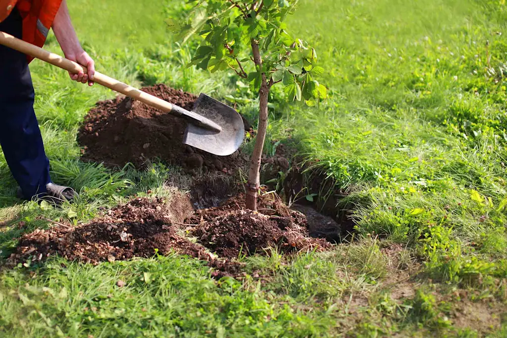 Tree planting cost guide