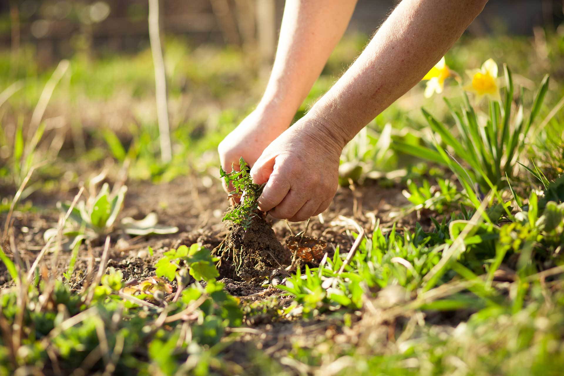 Cost of weeding