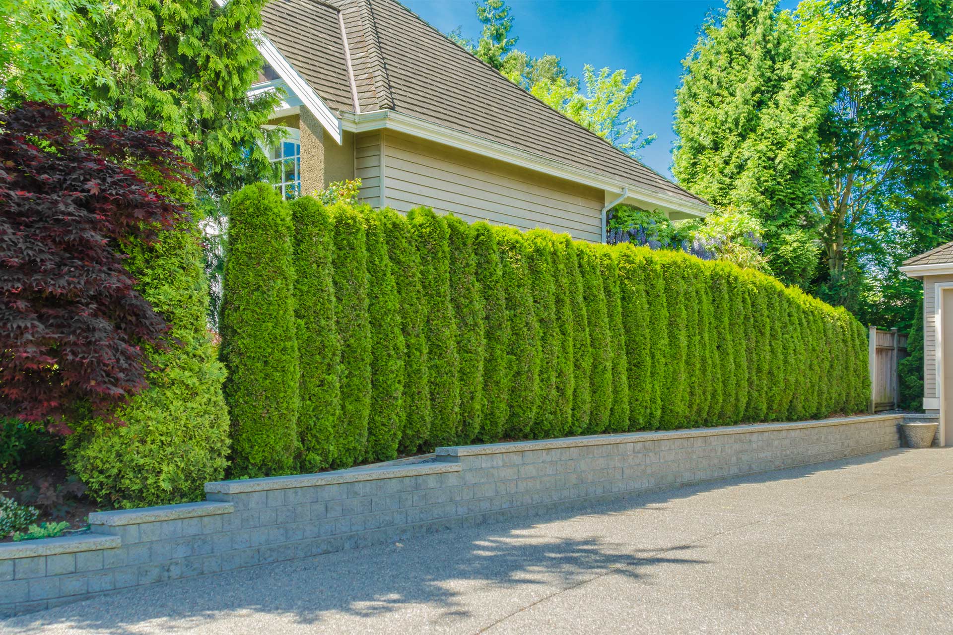 Garden privacy ideas for a secluded sanctuary
