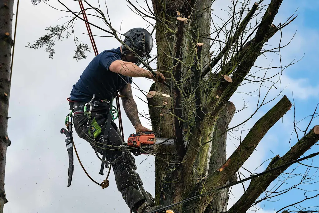 Tree removal cost calculator: Help with your budgeting
