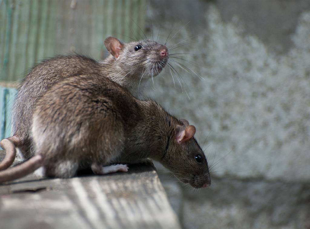 Pest control cost guide