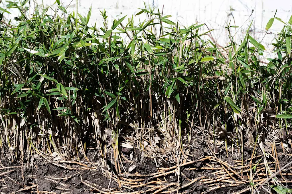 Bamboo removal cost guide