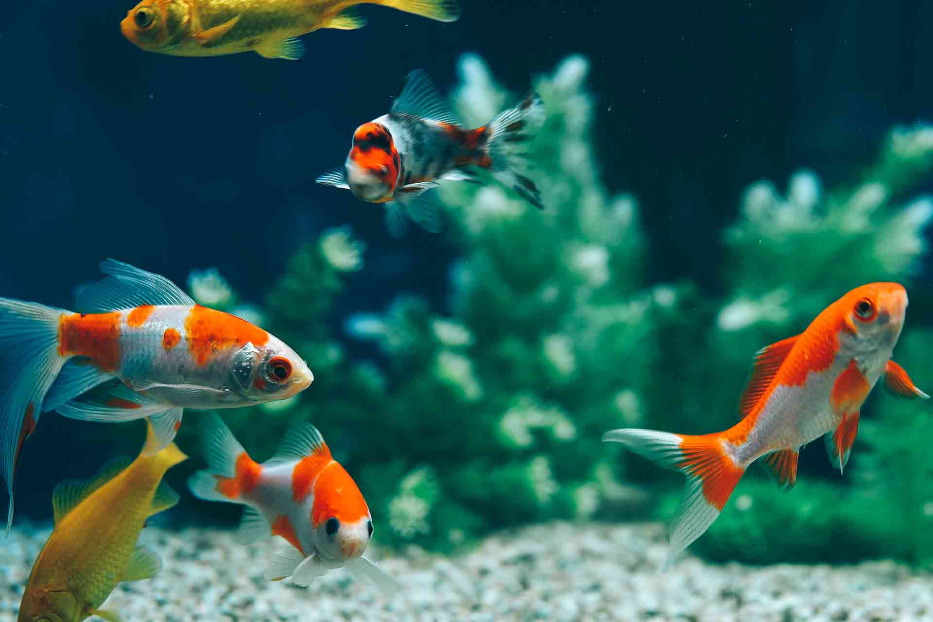Aquarium bed frame cost guide