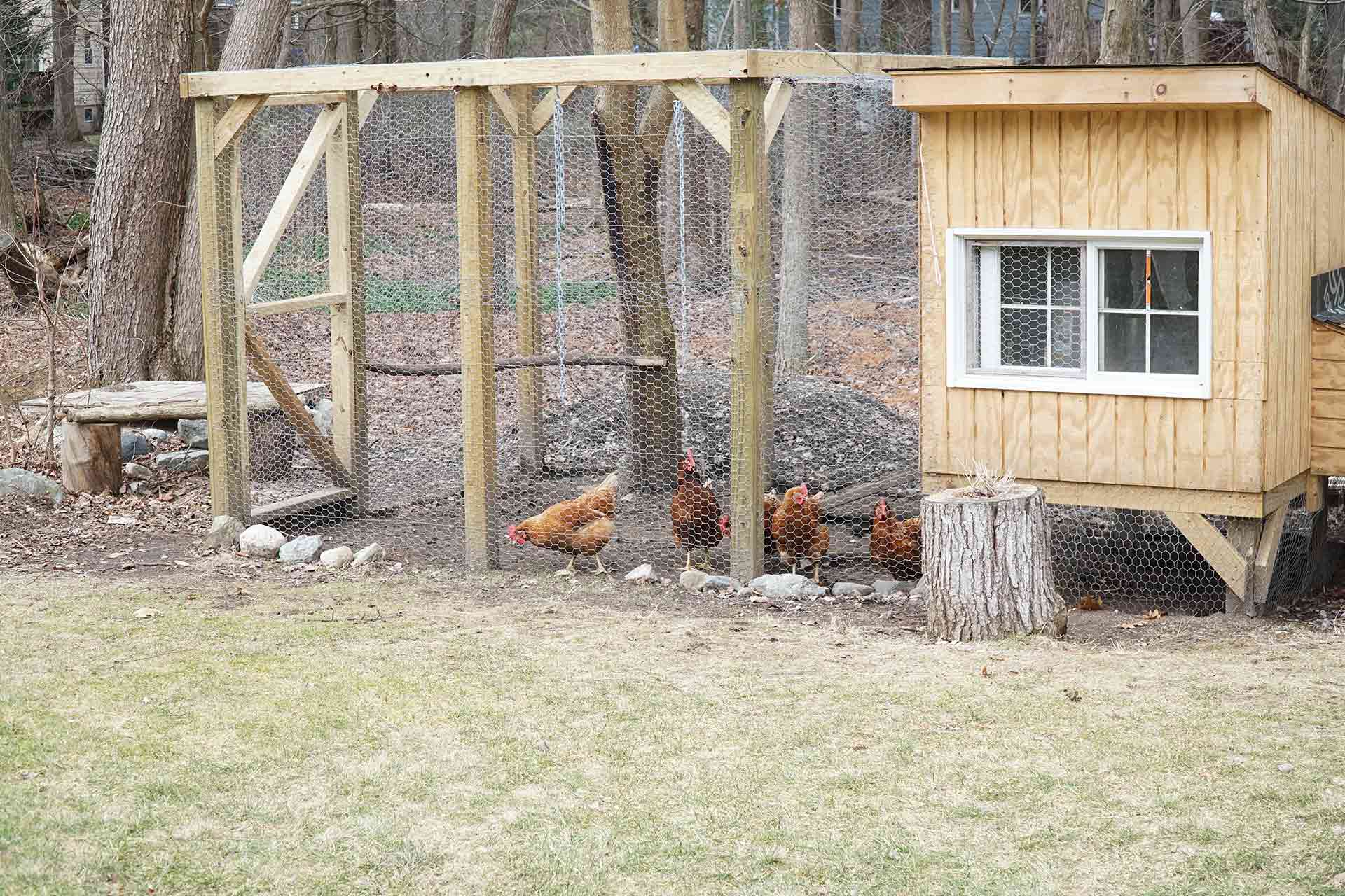 How to build a chicken coop