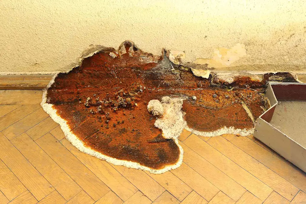 Dry rot repair cost guide