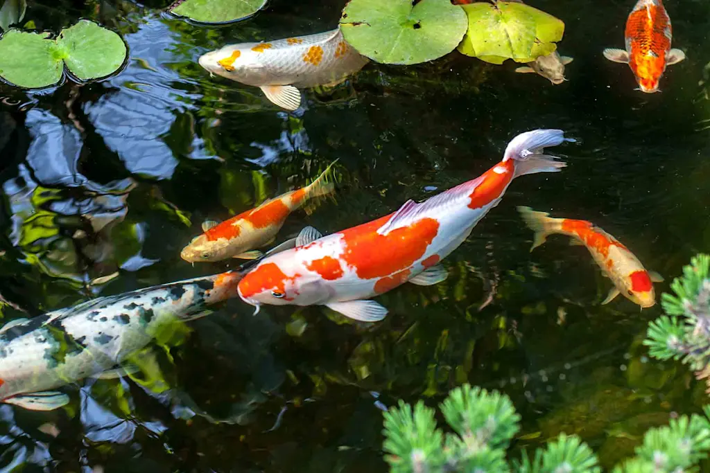 Raised koi pond ideas: Making a splash
