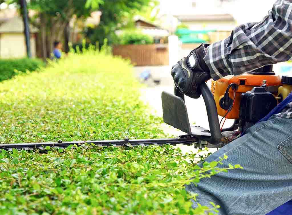Hedge trimming cost guide