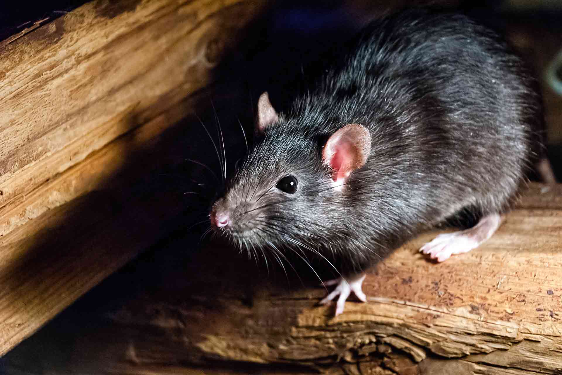 how much space does a rat need