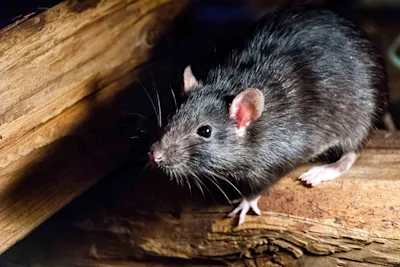 Are noises in your attic a sign of pests?
