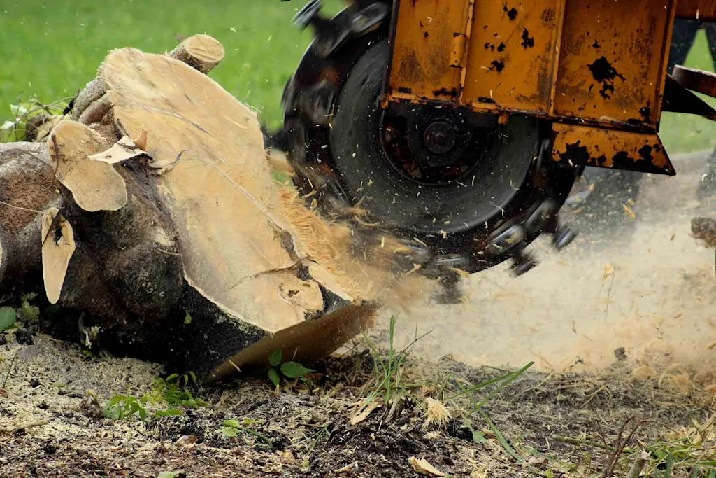 How to remove a tree stump