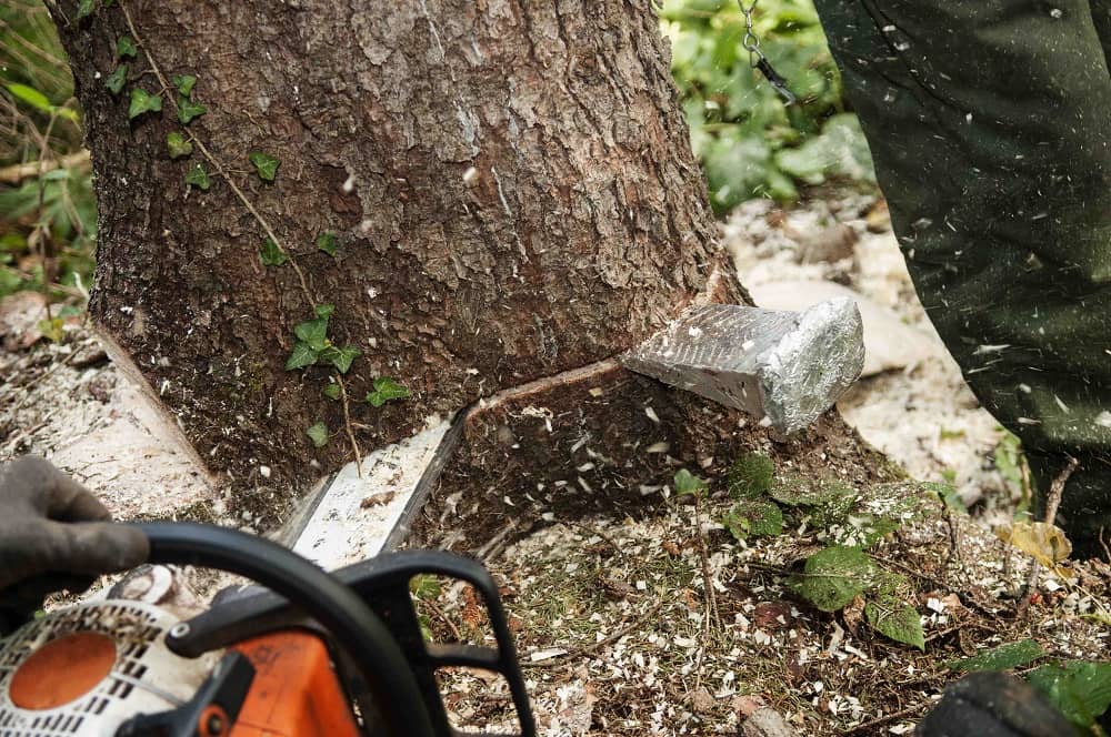 Tree removal costs UK in 2025
