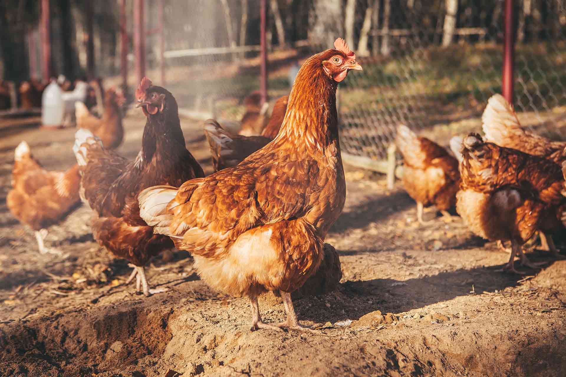 Cost to build a chicken house