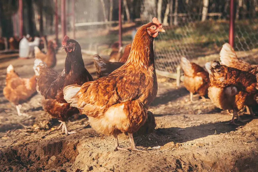 Cost to build a chicken house