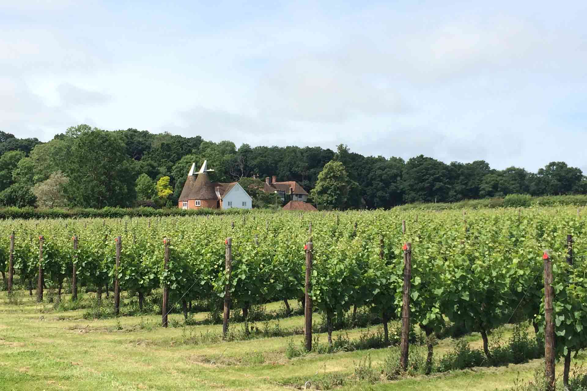 Cost to plant a vineyard