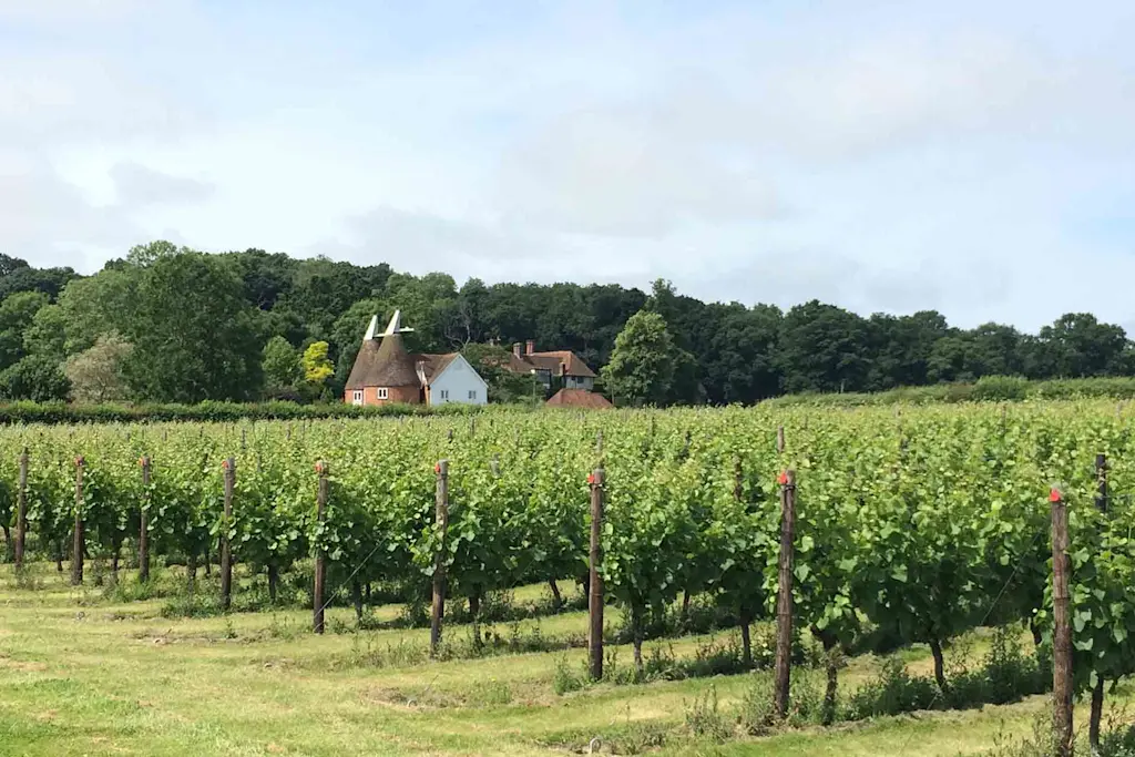 Cost to plant a vineyard