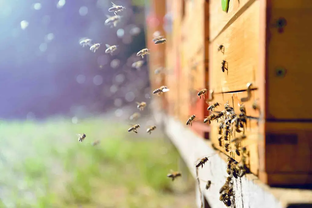 How much does it cost to build a beehive?