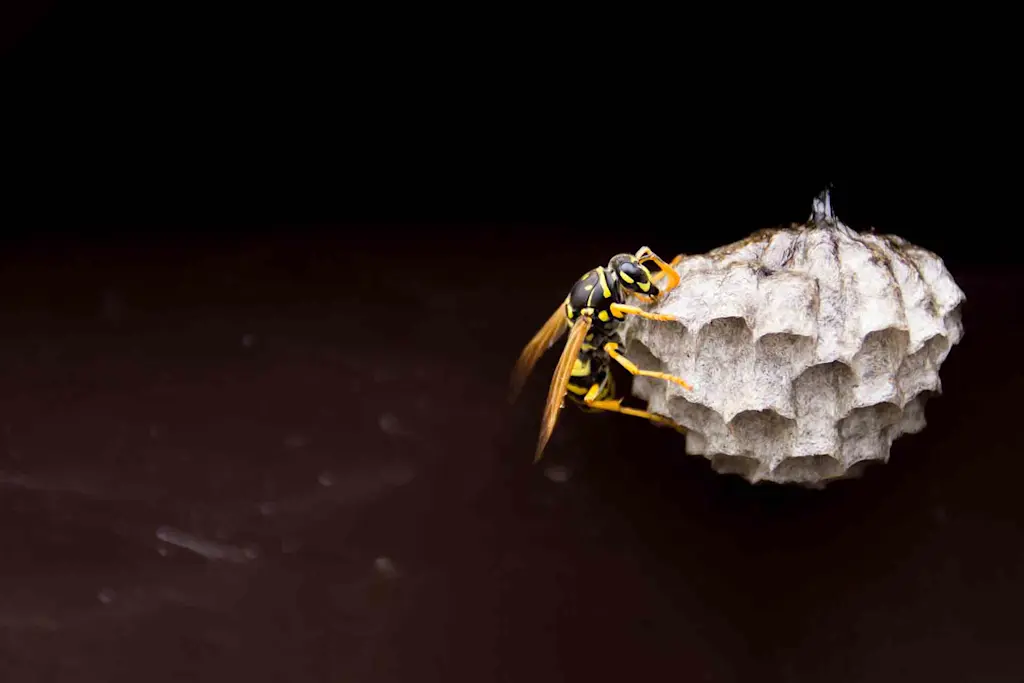 How to remove a wasp nest