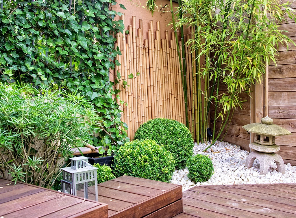 Bamboo in the garden – everything you need to know