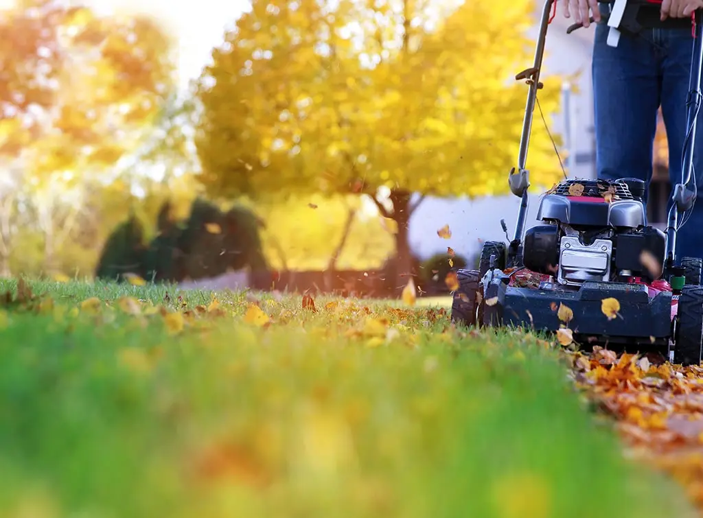 Expert tips for lawn care in the autumn