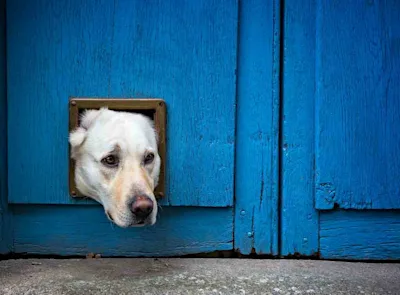 Dog flap fitters near me