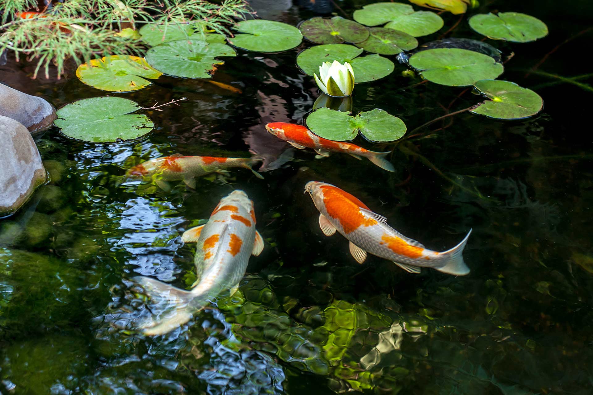 How much does it cost to build a pond?