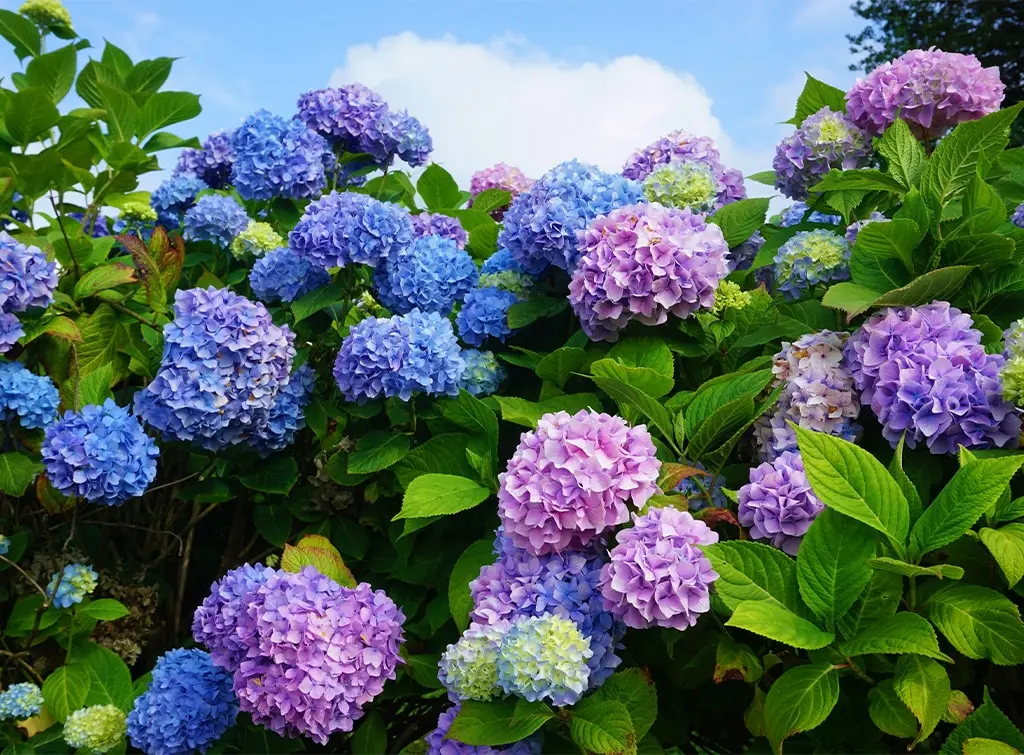 What to plant in your garden if you have hayfever (and what to avoid)