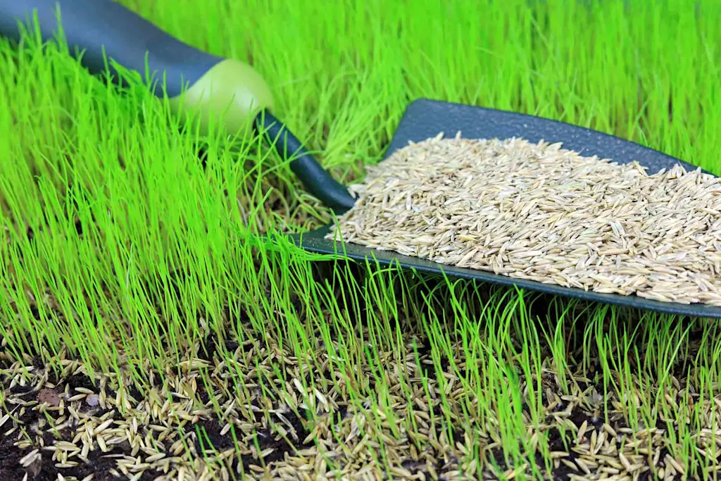How to seed a lawn
