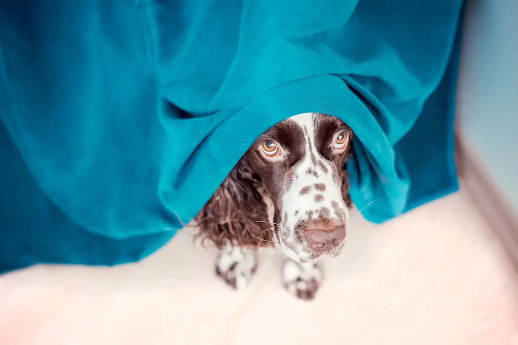 9 tips to banish firework noise and calm your scared animal