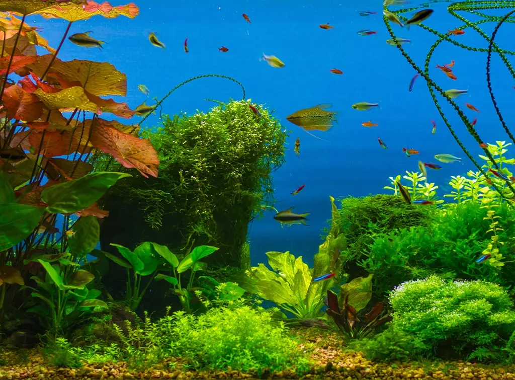 Built-in fish tank ideas: why you&#8217;ll be hooked on a home aquarium